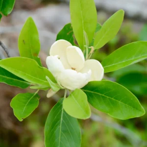 Magnolia Tree Plant Live Southern Magnolia Plant 8-11 Inches Outdoor Shrub