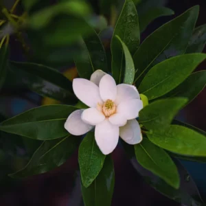 Magnolia Tree Plant Live Southern Magnolia Plant 8-11 Inches Outdoor Shrub