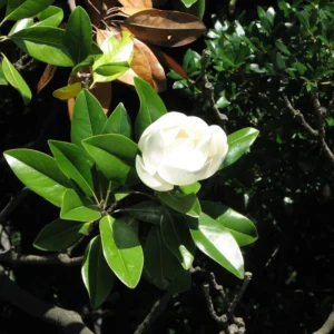 Magnolia Tree Plant Live Southern Magnolia Plant 8-11 Inches Outdoor Shrub