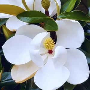 Magnolia Tree Plant Live Southern Magnolia Plant 8-11 Inches Outdoor Shrub