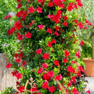 Mandevilla Plant 2-Pack Live Trailing Vine 4-6 Inch Outdoor Trellis Container