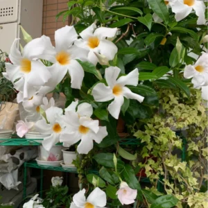 Mandevilla Plant 2-Pack Live Trailing Vine 4-6 Inch Outdoor Trellis Container