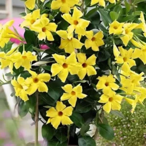 Mandevilla Plant 2-Pack Live Trailing Vine 4-6 Inch Outdoor Trellis Container