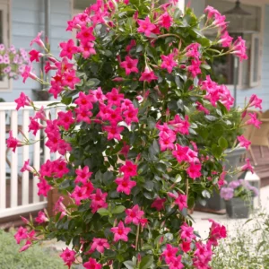 Mandevilla Plant 2-Pack Live Trailing Vine 4-6 Inch Outdoor Trellis Container
