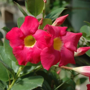 Mandevilla Plant 2-Pack Live Trailing Vine 4-6 Inch Outdoor Trellis Container