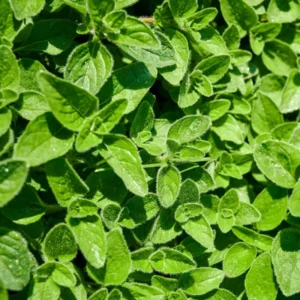 Mexican Oregano Plants - 3-6" Tall Herb Plant