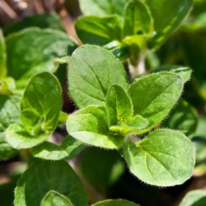 Mexican Oregano Plants - 3-6" Tall Herb Plant