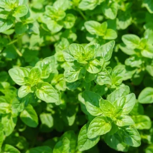 Mexican Oregano Plants - 3-6