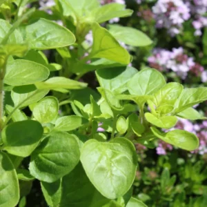 Mexican Oregano Plants - 3-6