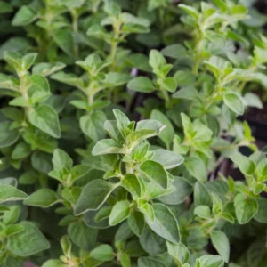 Mexican Oregano Plants - 3-6