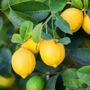Meyer Lemon Tree - 3 Gallon Grafted Citrus Tree - 2-3 Ft Tall