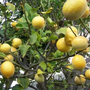 Meyer Lemon Tree - 3 Gallon Grafted Citrus Tree - 2-3 Ft Tall