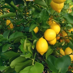 Meyer Lemon Tree - 3 Gallon Grafted Citrus Tree - 2-3 Ft Tall