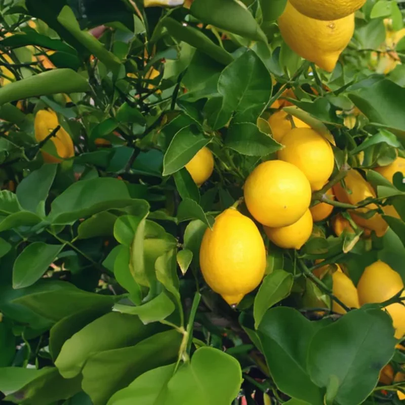 Meyer Lemon Tree - 3 Gallon Grafted Citrus Tree - 2-3 Ft Tall