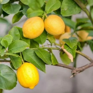 Meyer Lemon Tree - 3 Gallon Grafted Citrus Tree - 2-3 Ft Tall