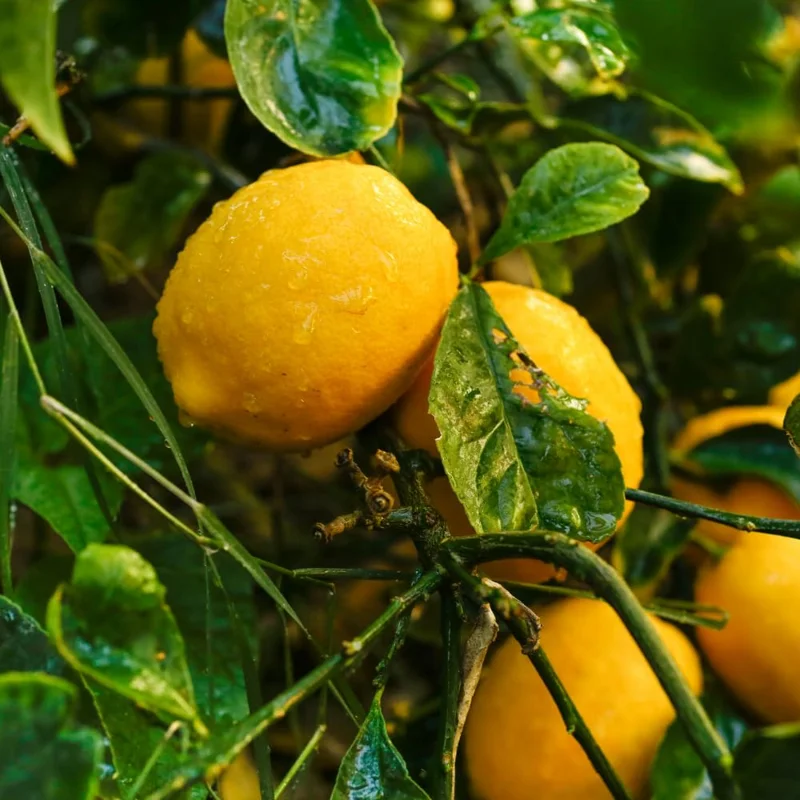 Meyer Lemon Tree - 3 Gallon Grafted Citrus Tree - 2-3 Ft Tall