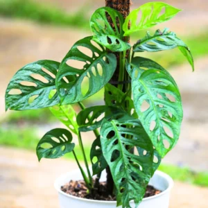 Monstera Plant Live Indoor Houseplant 5-8 Inch Tropical Split-Leaf - No Pot