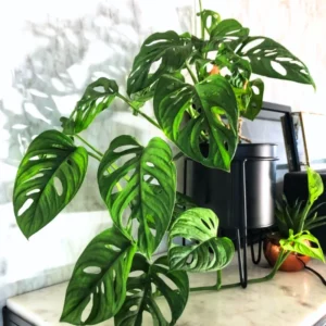 Monstera Plant Live Indoor Houseplant 5-8 Inch Tropical Split-Leaf - No Pot