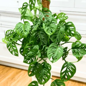 Monstera Plant Live Indoor Houseplant 5-8 Inch Tropical Split-Leaf - No Pot