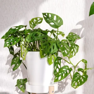 Monstera Plant Live Indoor Houseplant 5-8 Inch Tropical Split-Leaf - No Pot