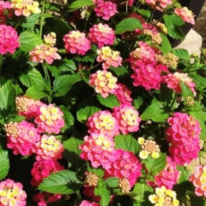 Multicolor Lantana Plant - 4-8 Inch Height - Vibrant Blooms