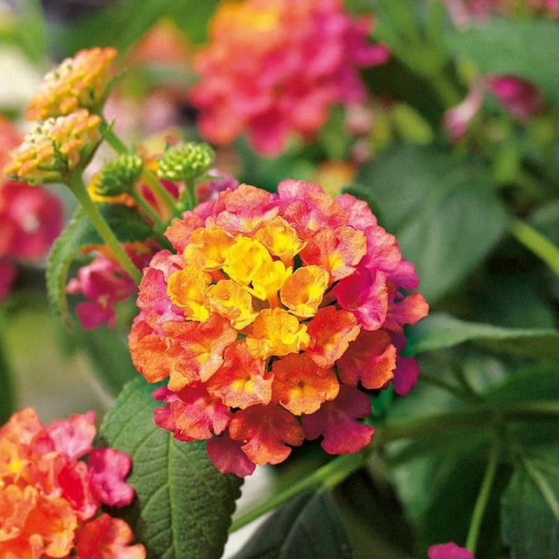 Multicolor Lantana Plant - 4-8 Inch Height - Vibrant Blooms