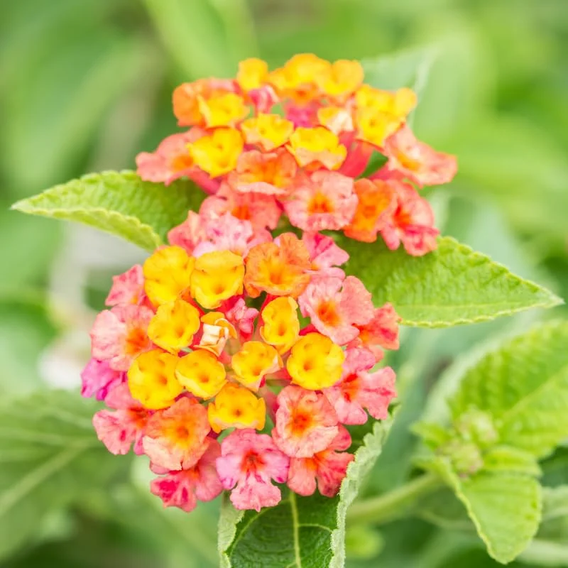 Multicolor Lantana Plant - 4-8 Inch Height - Vibrant Blooms