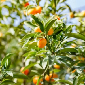 Nagami Kumquat Tree - 2 ft Tall Grafted Citrus Tree