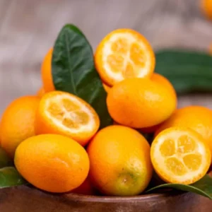 Nagami Kumquat Tree - 2 ft Tall Grafted Citrus Tree