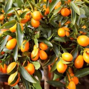 Nagami Kumquat Tree - 2 ft Tall Grafted Citrus Tree