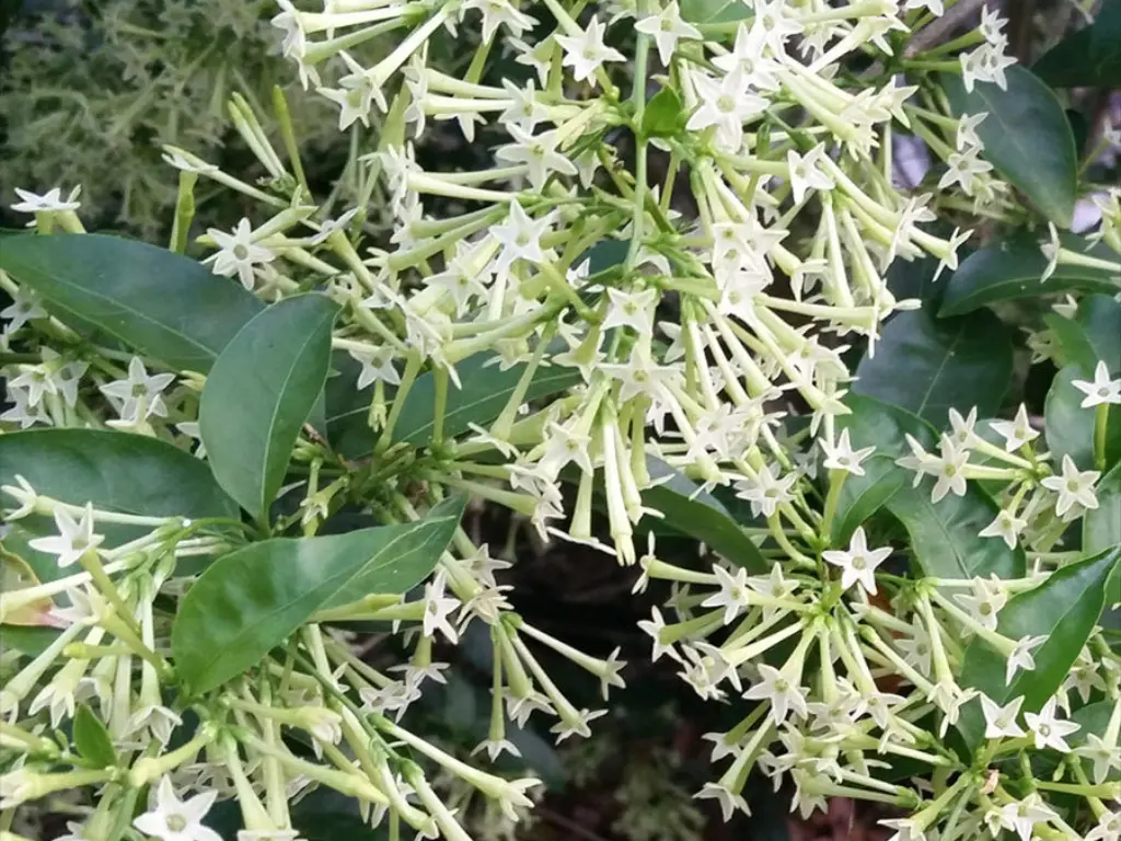 Night-Blooming Jasmine (Cestrum nocturnum)