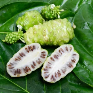 Noni Plant - 3 Gallon Potted Tree - 2 to 3 Ft Tall