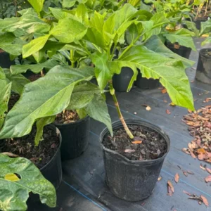 Noni Plant - 3 Gallon Potted Tree - 2 to 3 Ft Tall