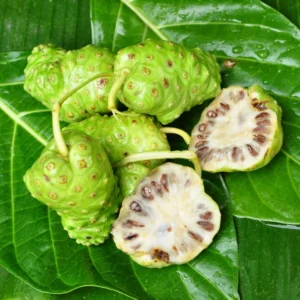Noni Plant - 3 Gallon Potted Tree - 2 to 3 Ft Tall