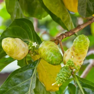 Noni Plant - 3 Gallon Potted Tree - 2 to 3 Ft Tall