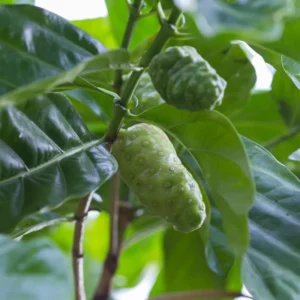 Noni Plant - 3 Gallon Potted Tree - 2 to 3 Ft Tall