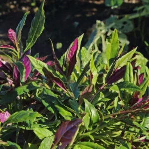 Okinawa Spinach Plant - 4-6 Inch Bareroot - Grow Your Own