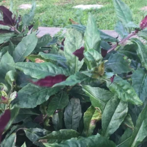 Okinawa Spinach Plant - 4-6 Inch Bareroot - Grow Your Own