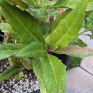 Okinawa Spinach Plant - 4-6 Inch Bareroot - Grow Your Own