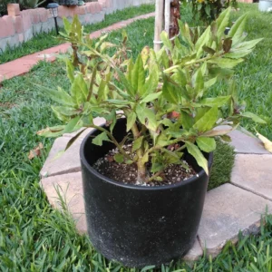 Okinawa Spinach Plant - 4-6 Inch Bareroot - Grow Your Own