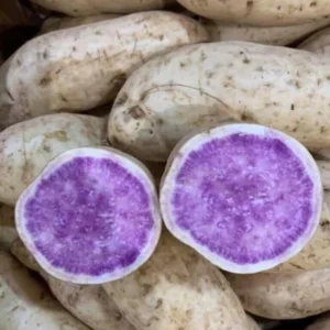 Okinawa Sweet Potato Slips - 10 Sweet Potato Cuttings for Planting