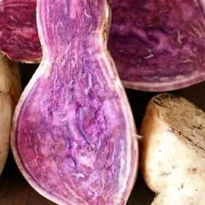 Okinawa Sweet Potato Slips - 10 Sweet Potato Cuttings for Planting