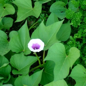 Okinawa Sweet Potato Slips - 10 Sweet Potato Cuttings for Planting