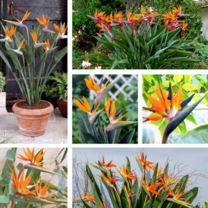 Orange Bird of Paradise Plant Live 5-7 Inches - Tropical Outdoor Plant