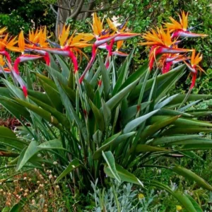 Orange Bird of Paradise Plant Live 5-7 Inches - Tropical Outdoor Plant