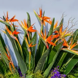 Orange Bird of Paradise Plant Live 5-7 Inches - Tropical Outdoor Plant