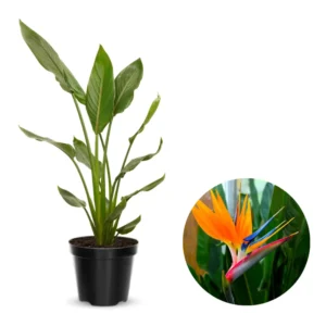 Orange Bird of Paradise Plant Live 5-7 Inches - Tropical Outdoor Plant