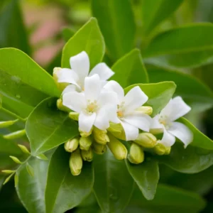 Orange Jasmine Plant - 3 Gallon Potted Shrub - 1-2 Ft Tall