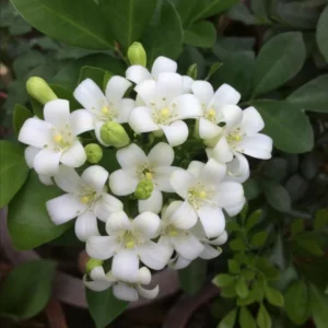 Orange Jasmine Plant - 3 Gallon Potted Shrub - 1-2 Ft Tall