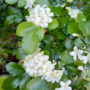 Orange Jasmine Plant - 3 Gallon Potted Shrub - 1-2 Ft Tall